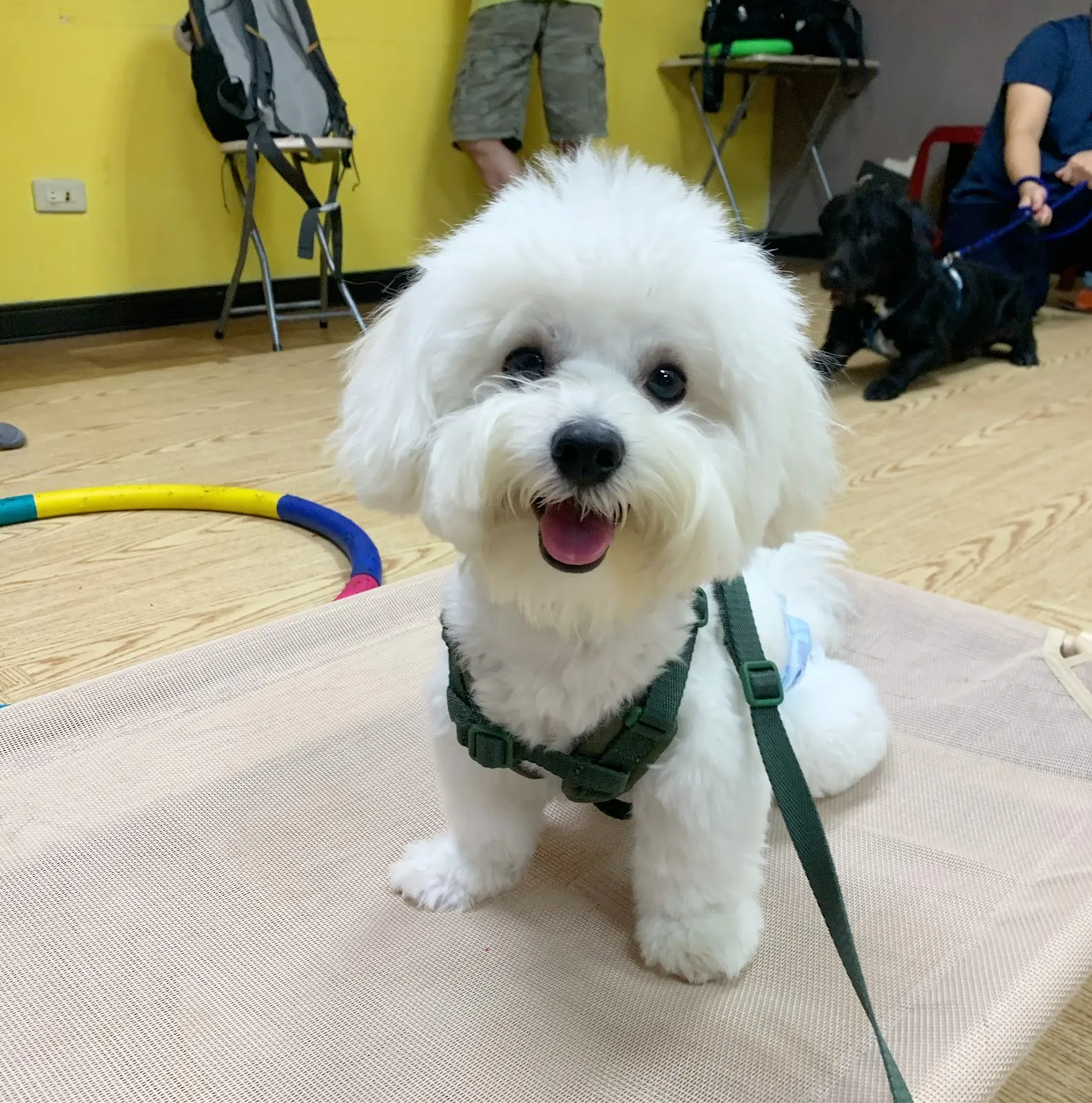 聽狗嶼動物診所