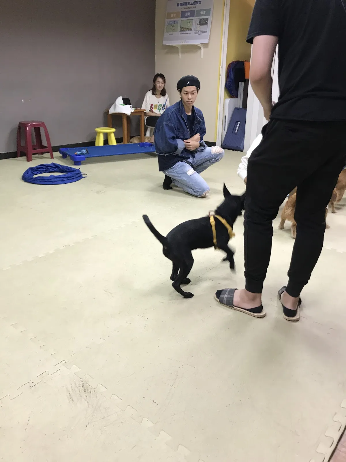 聽狗嶼動物診所