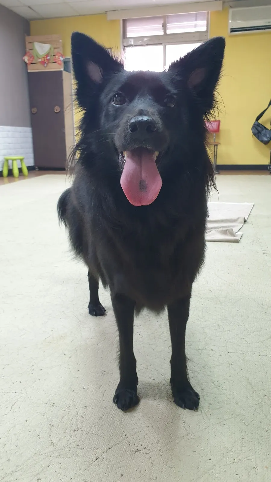 聽狗嶼動物診所