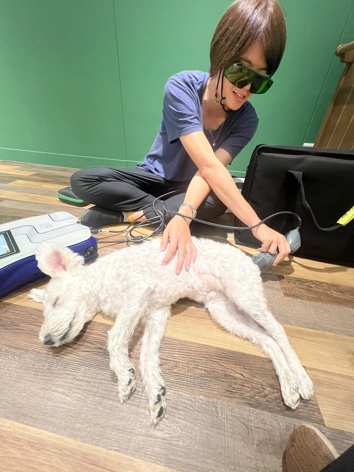 聽狗嶼動物診所