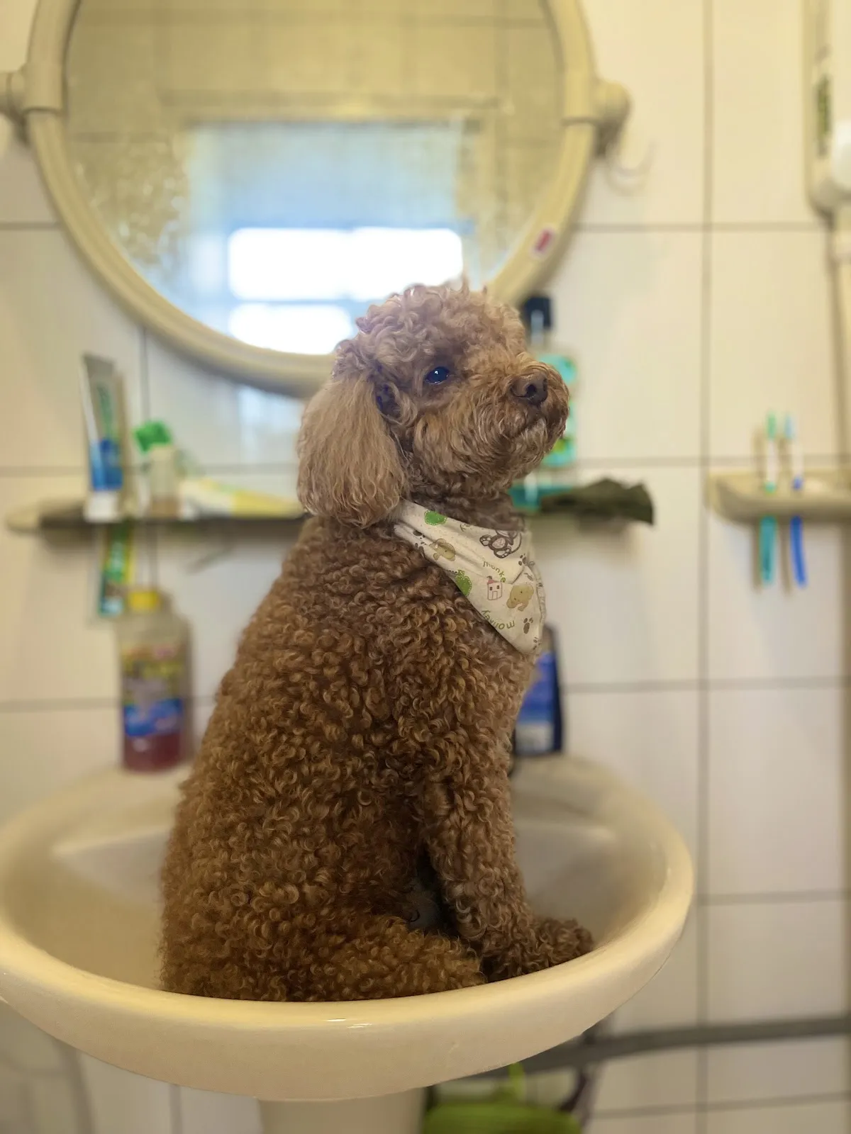 慶生動物醫院