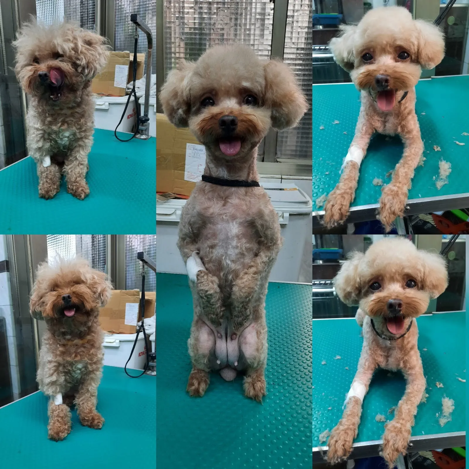 慶生動物醫院