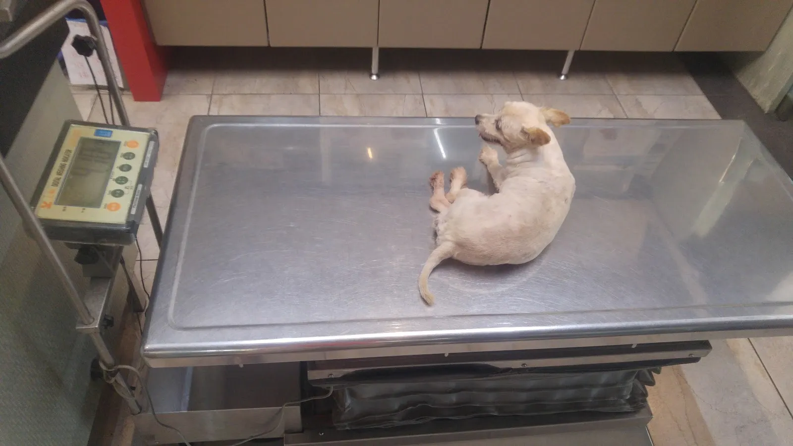 家福動物醫院