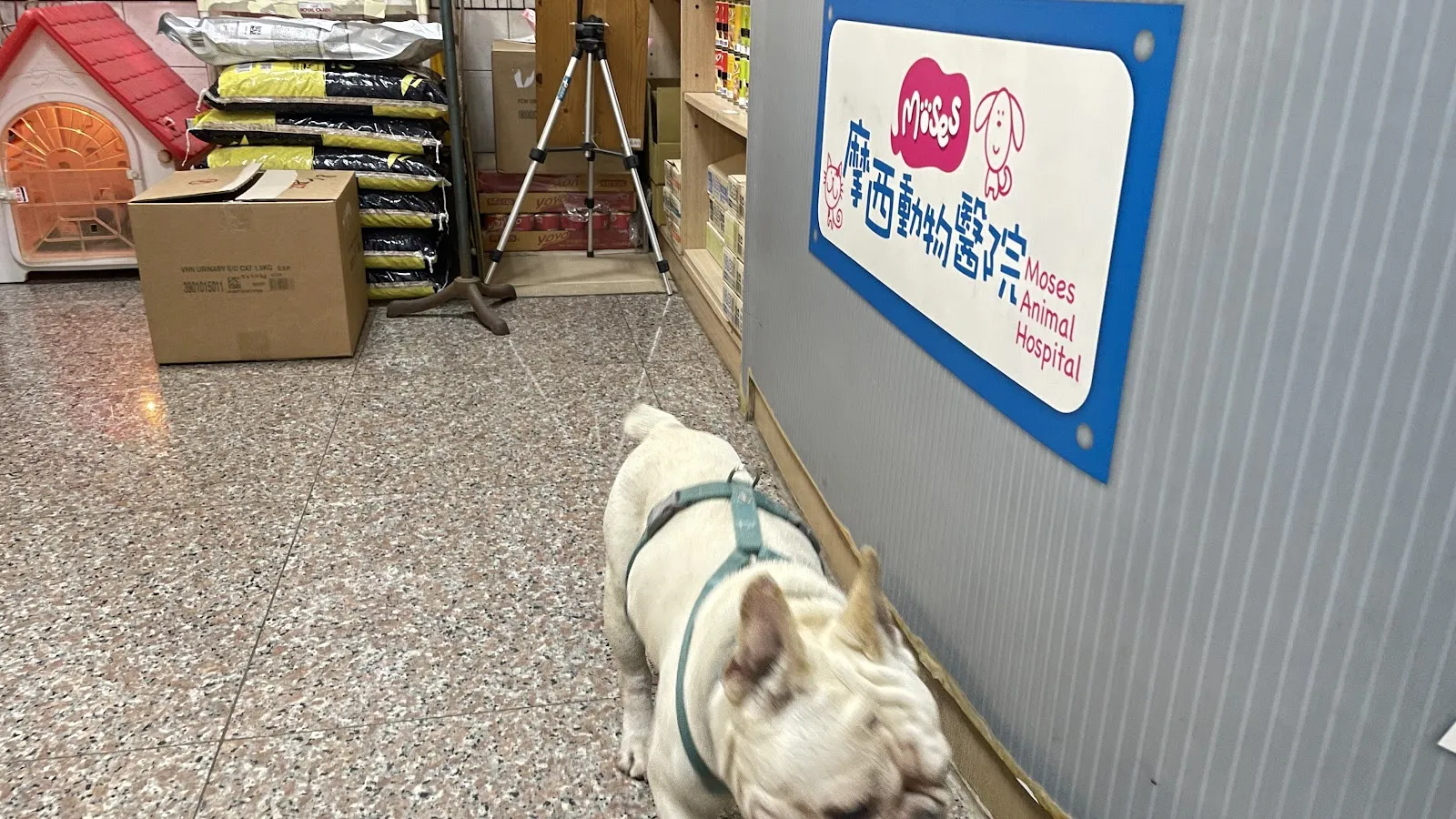 摩西動物醫院
