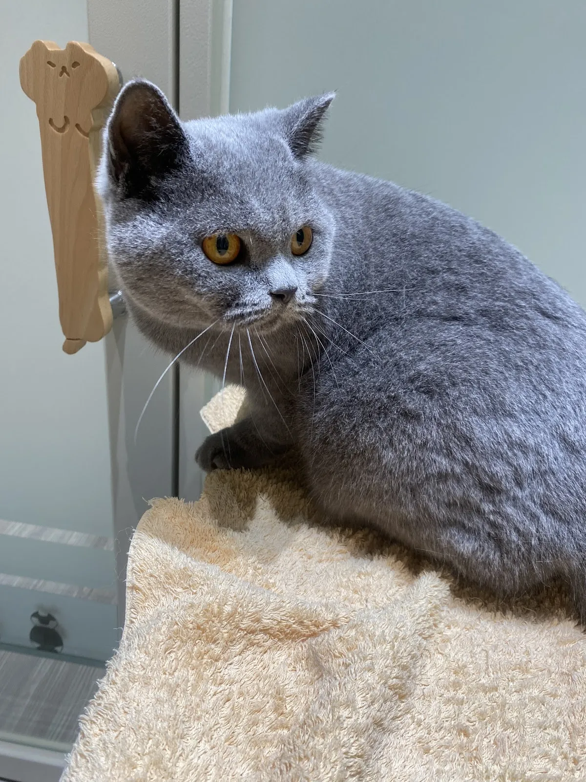 荷蘭醫生動物醫院