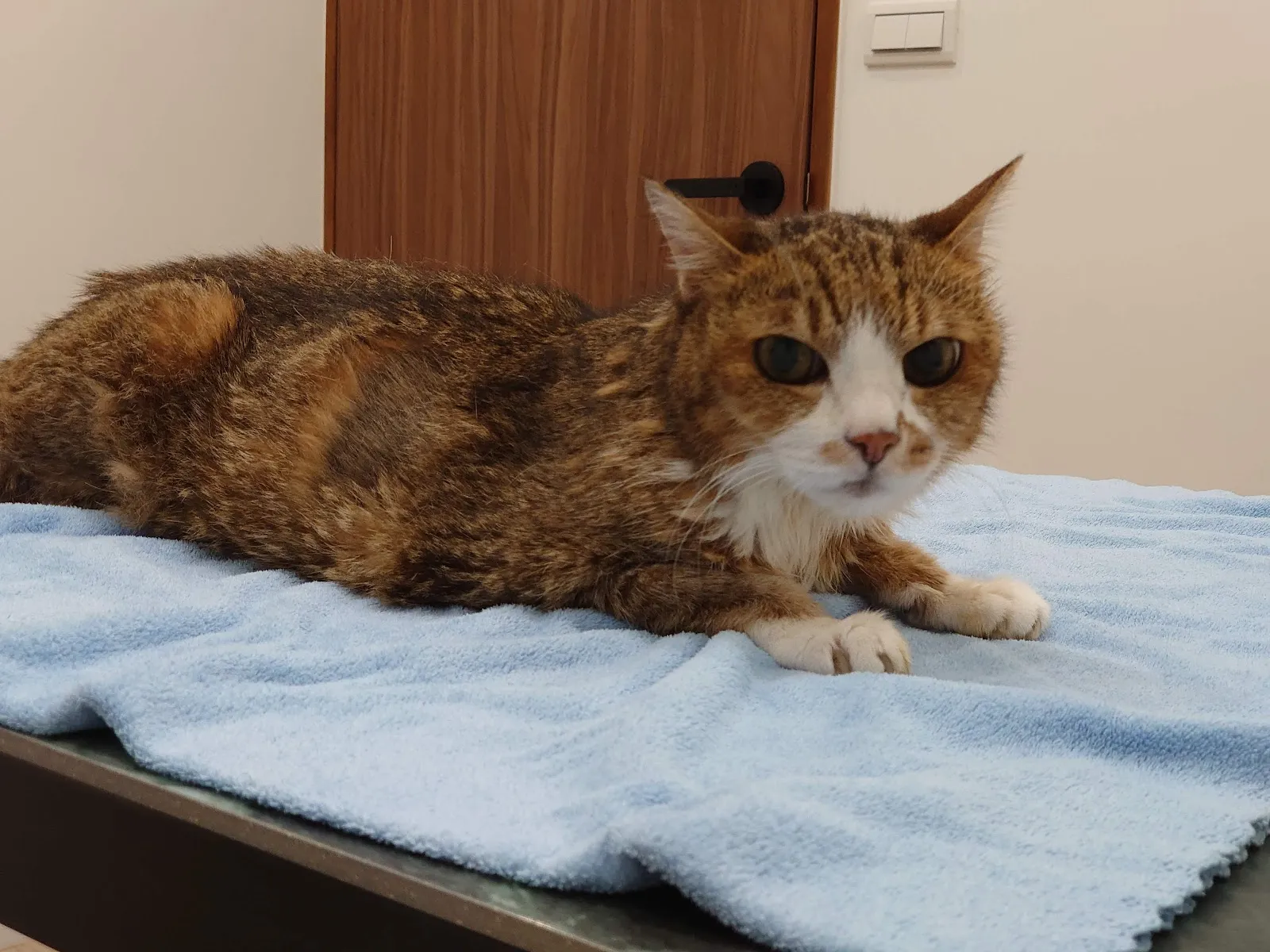 森之心動物醫院