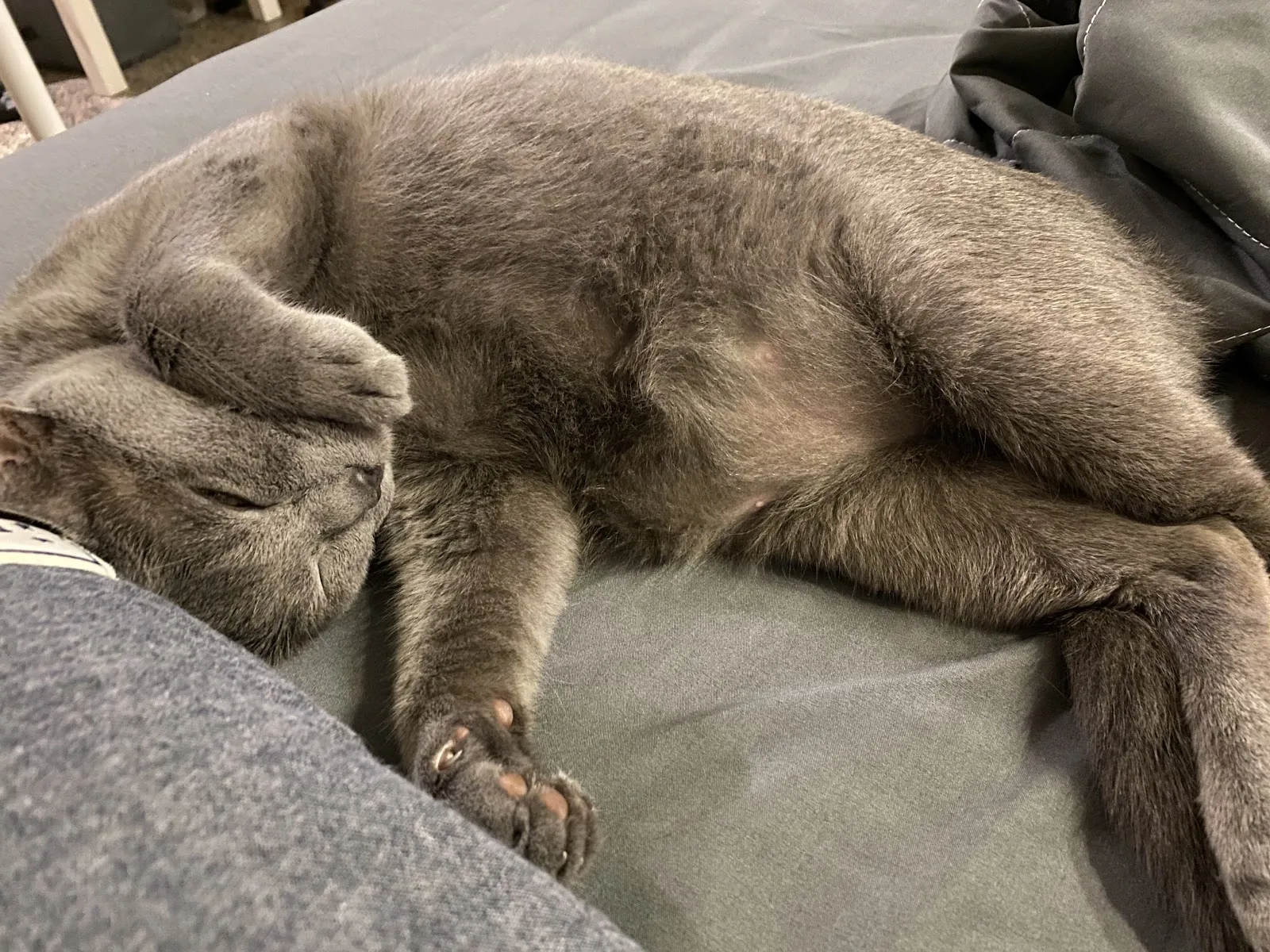 康乃爾動物醫院