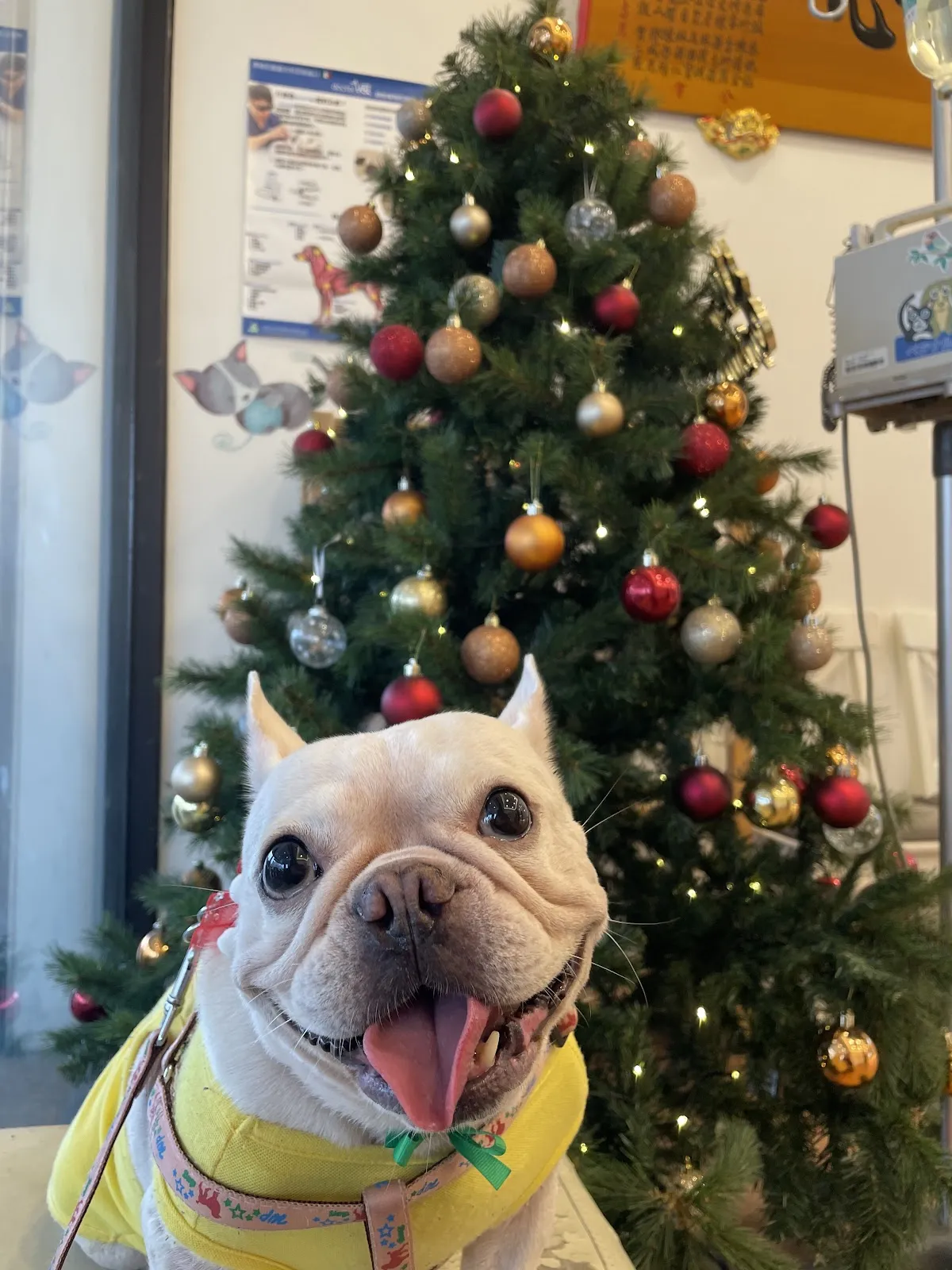 康乃爾動物醫院