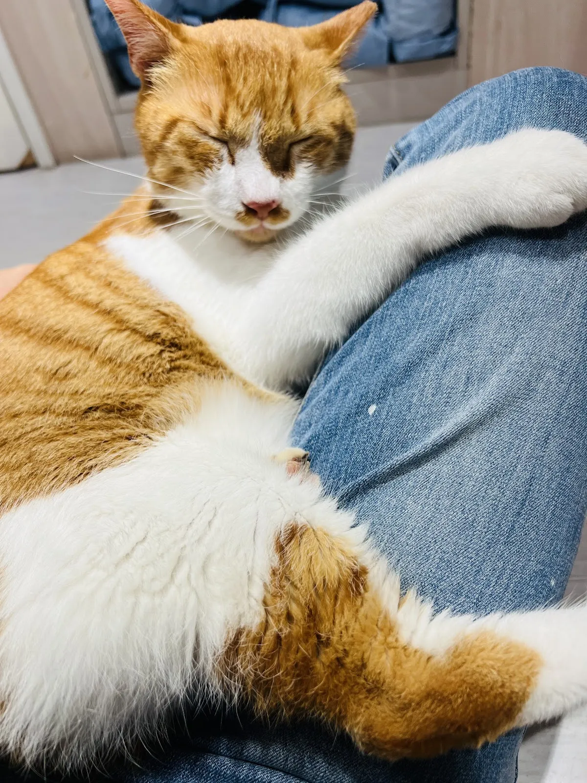 布達羊急診動物醫院