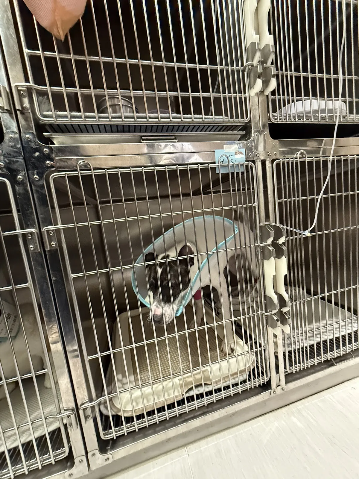 布達羊急診動物醫院