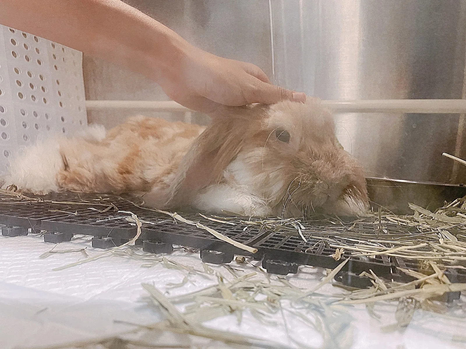 布達羊急診動物醫院