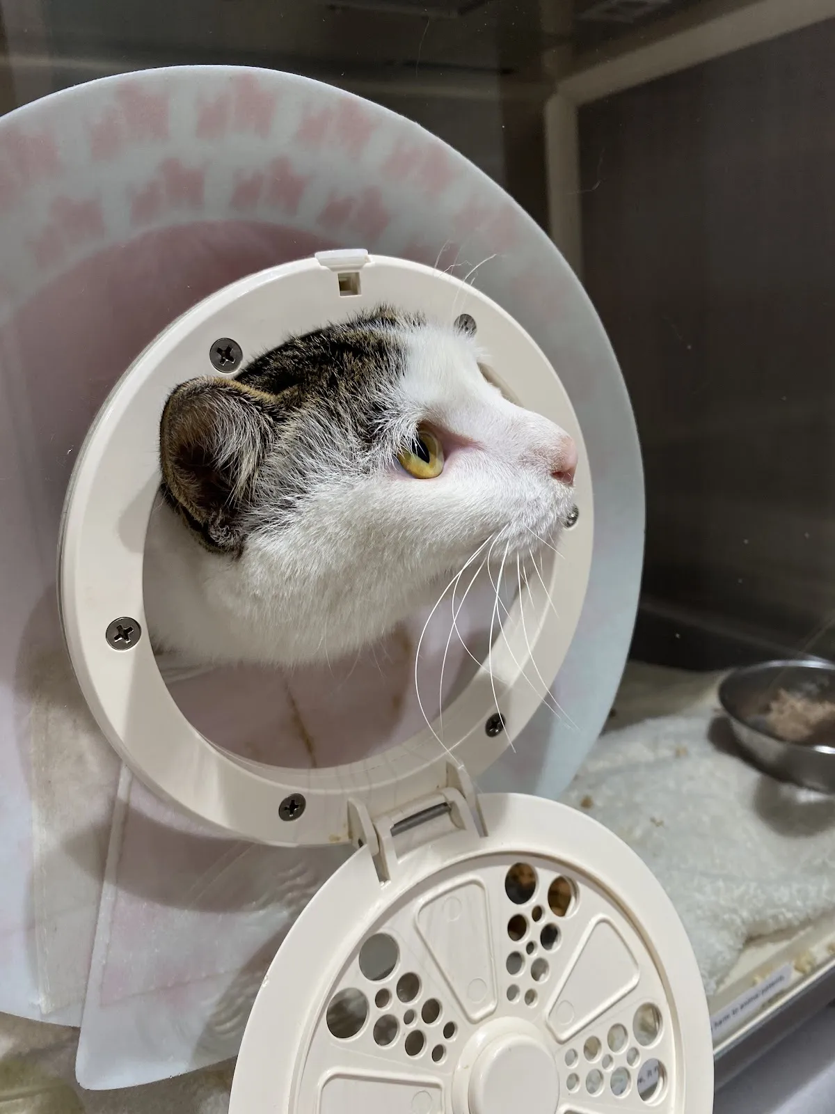 布達羊急診動物醫院