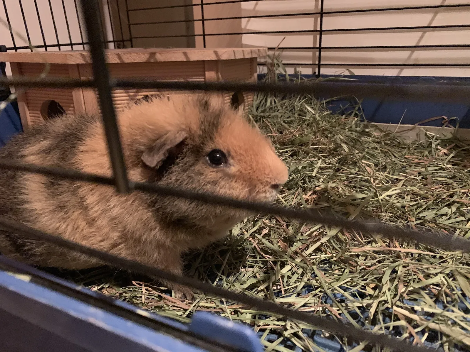 布達羊急診動物醫院