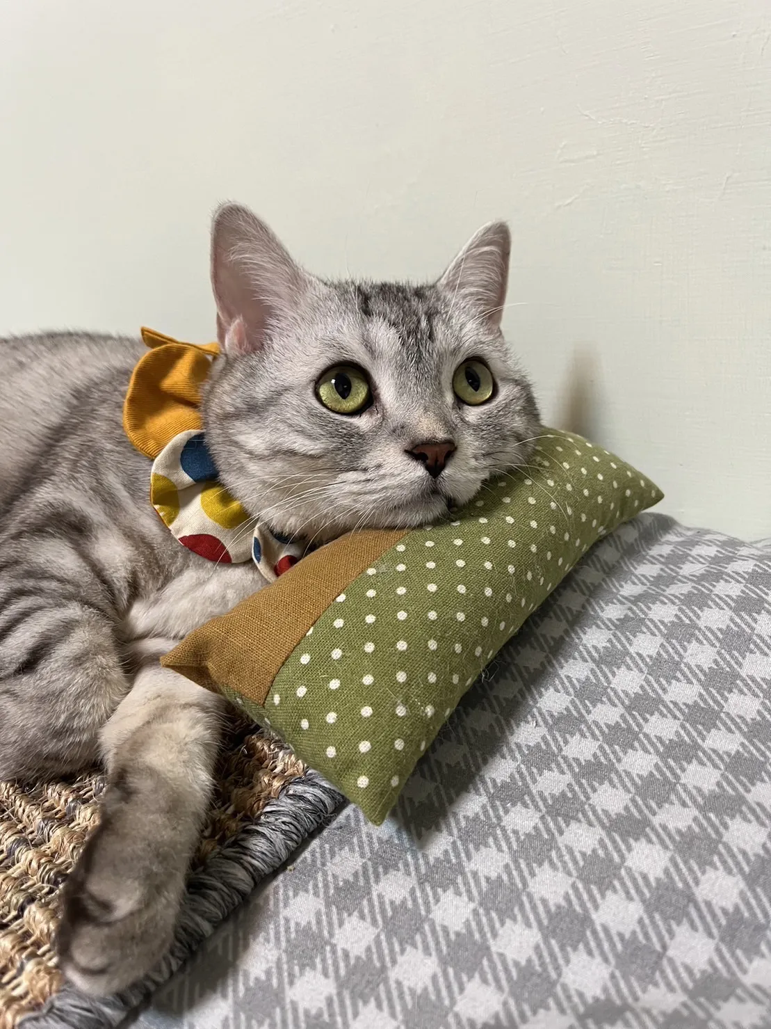 聯盟旗楠動物醫院