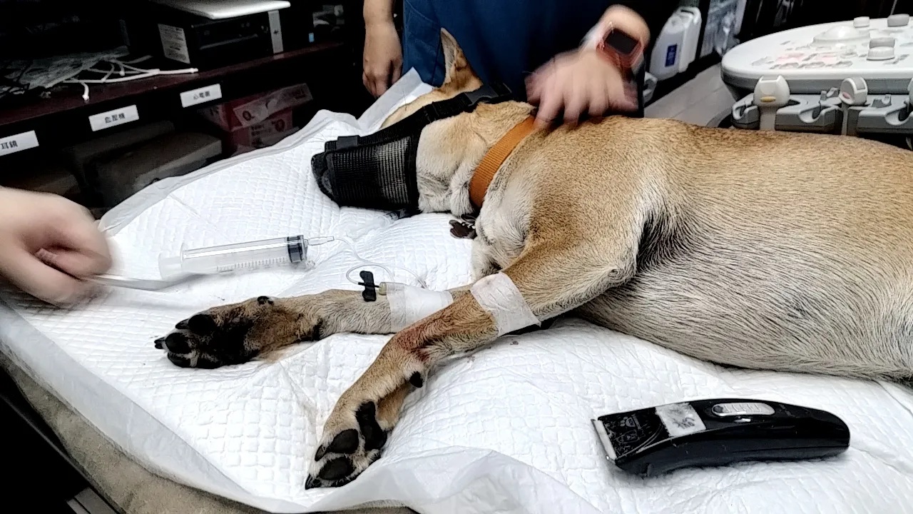 聯盟旗楠動物醫院