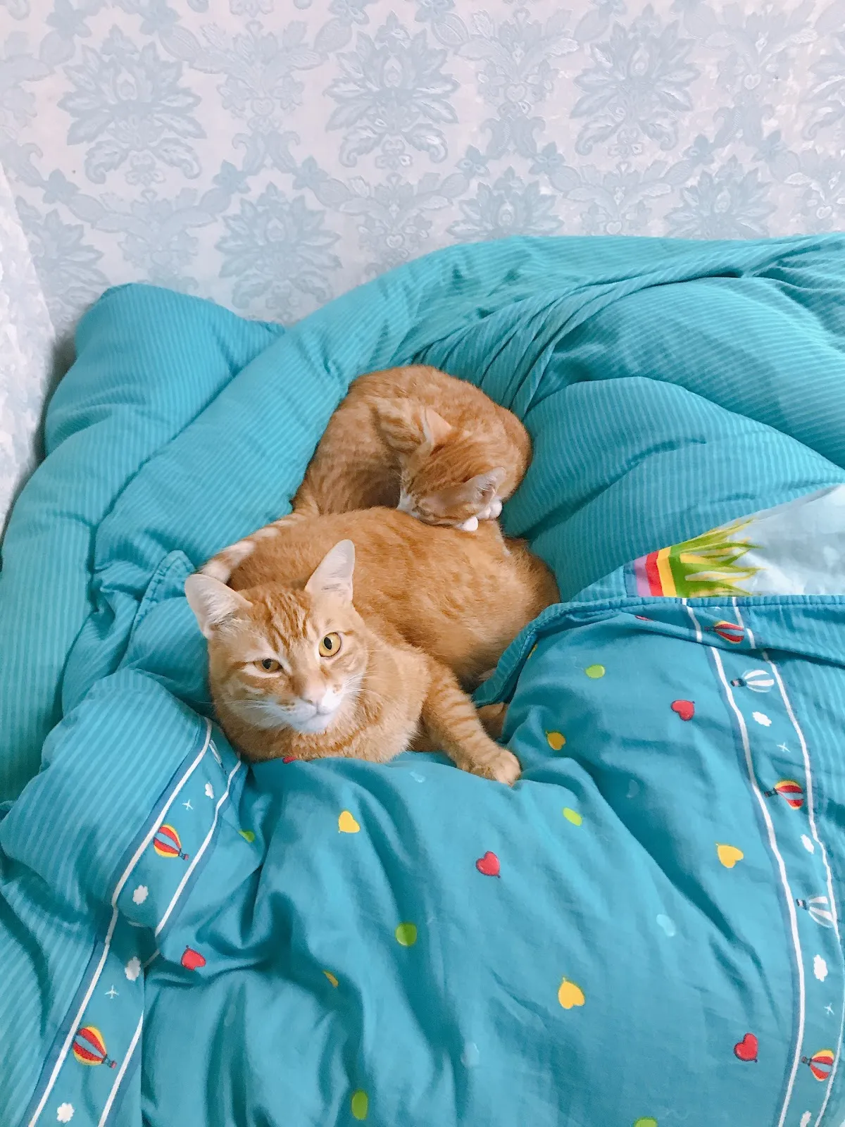 聯盟旗楠動物醫院