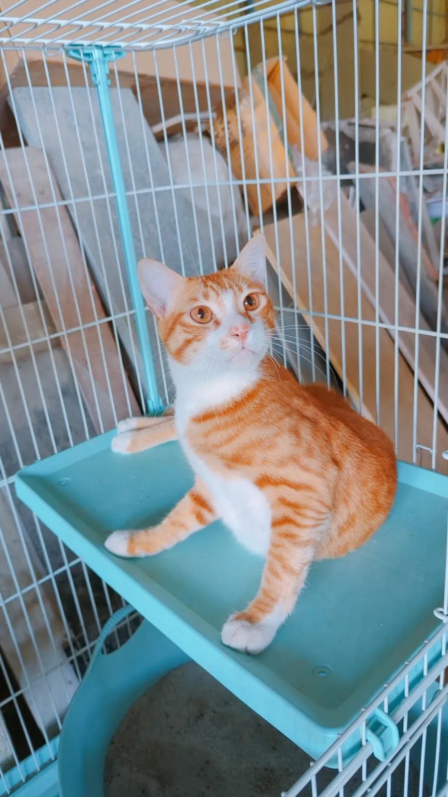 聯盟旗楠動物醫院