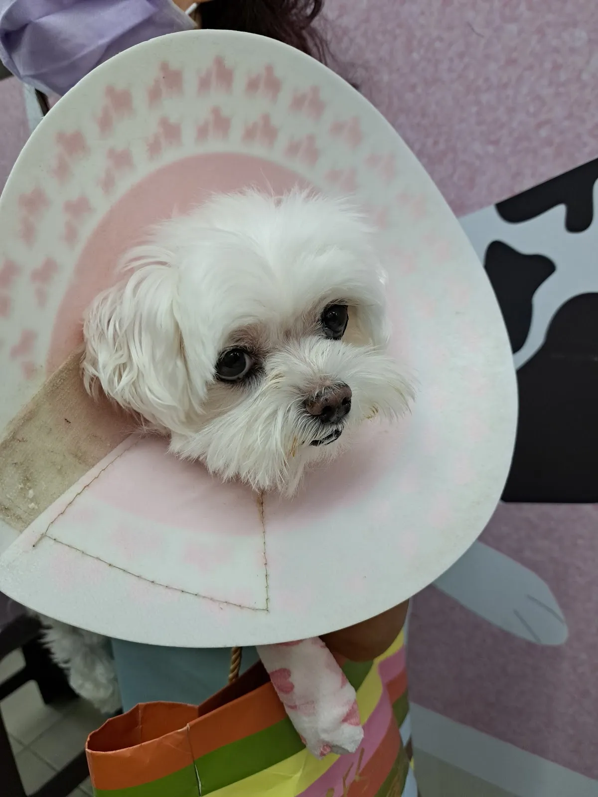 聯盟旗楠動物醫院