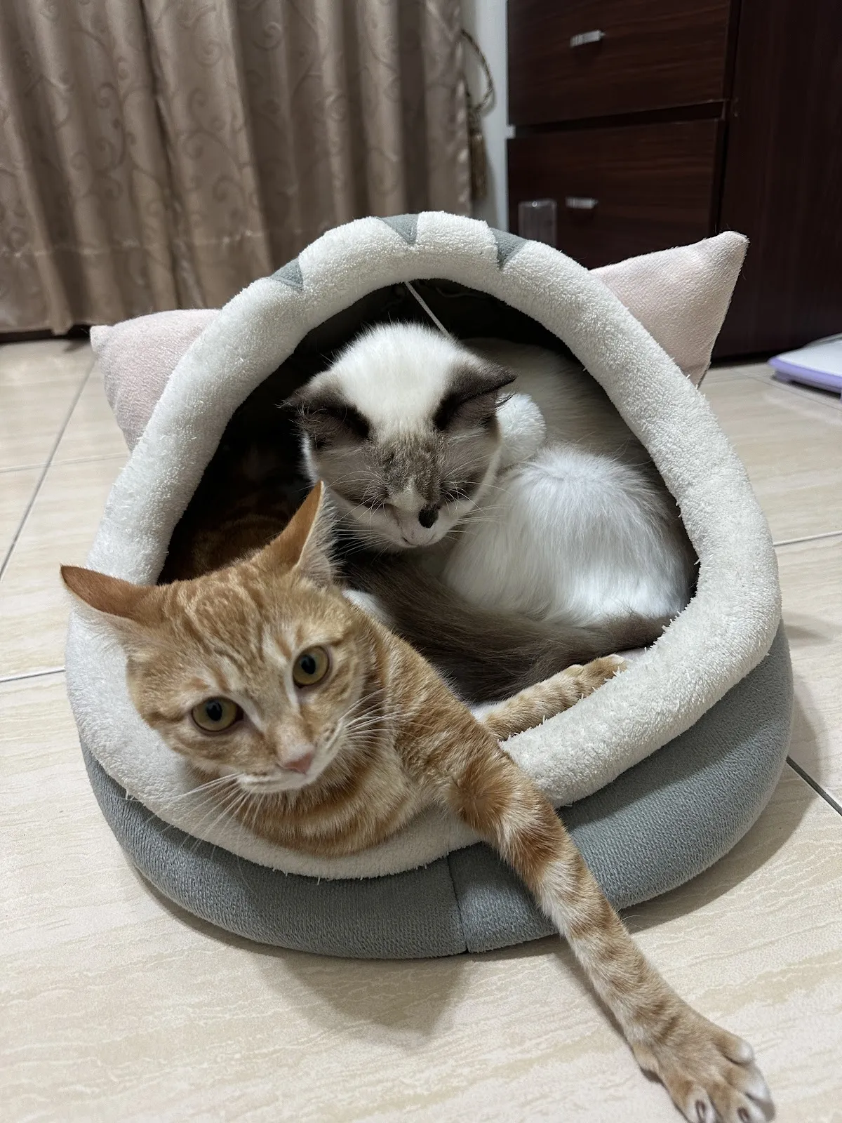 聯盟旗楠動物醫院