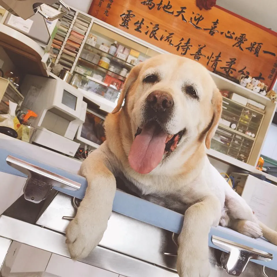 愛心動物醫院