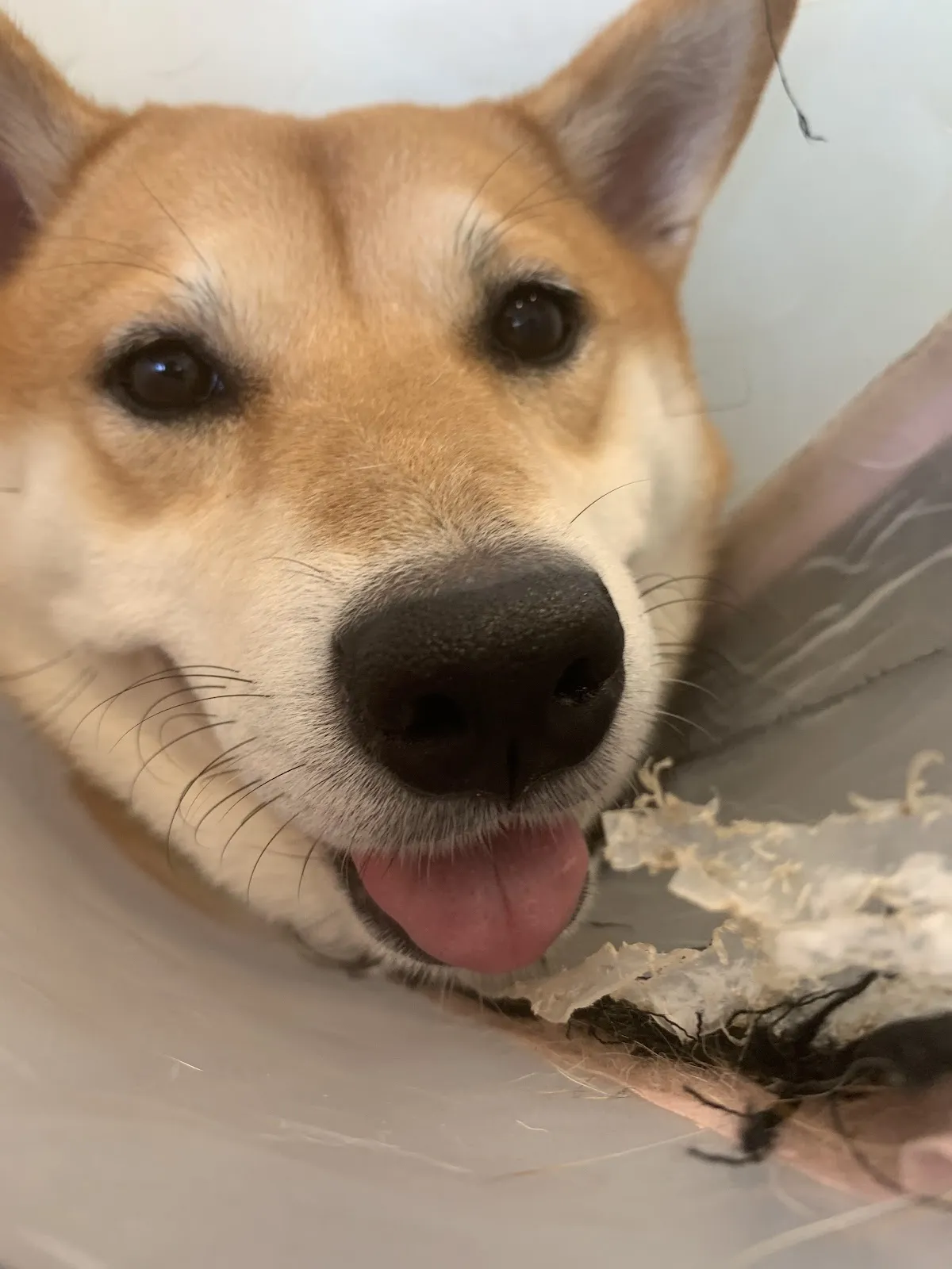 小腳印動物醫院