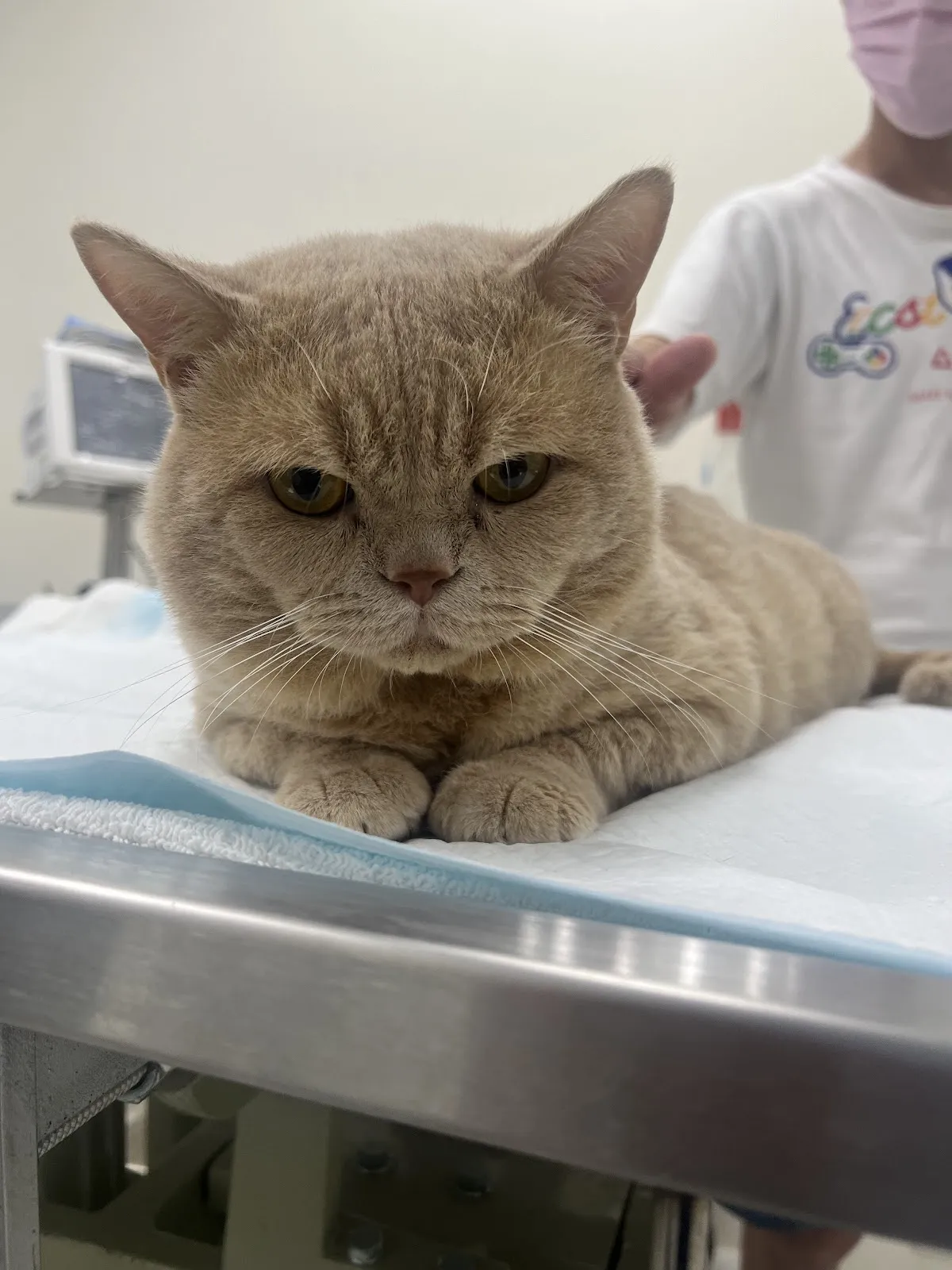 全國動物醫院永康分院