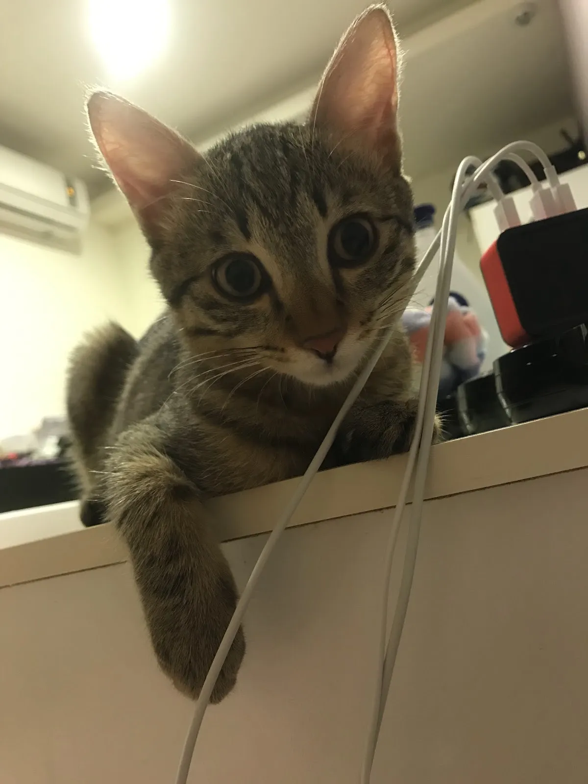 康爾維動物醫院