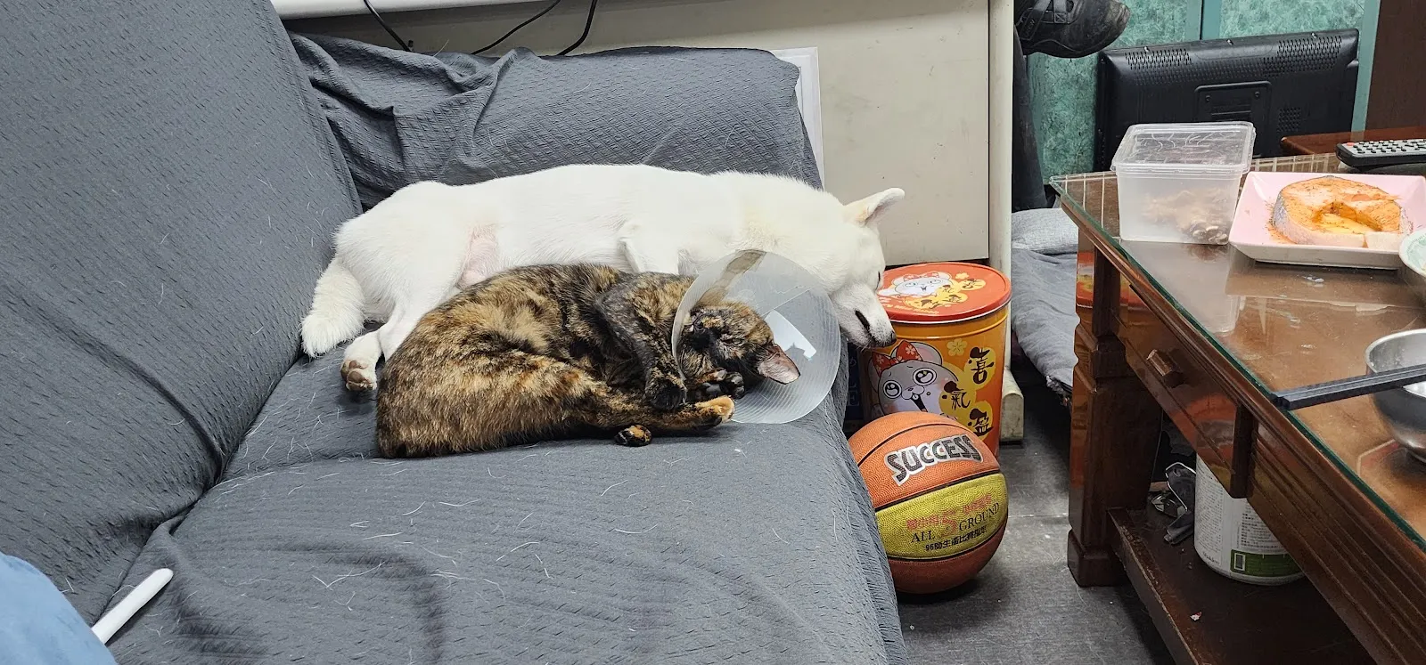 康爾維動物醫院