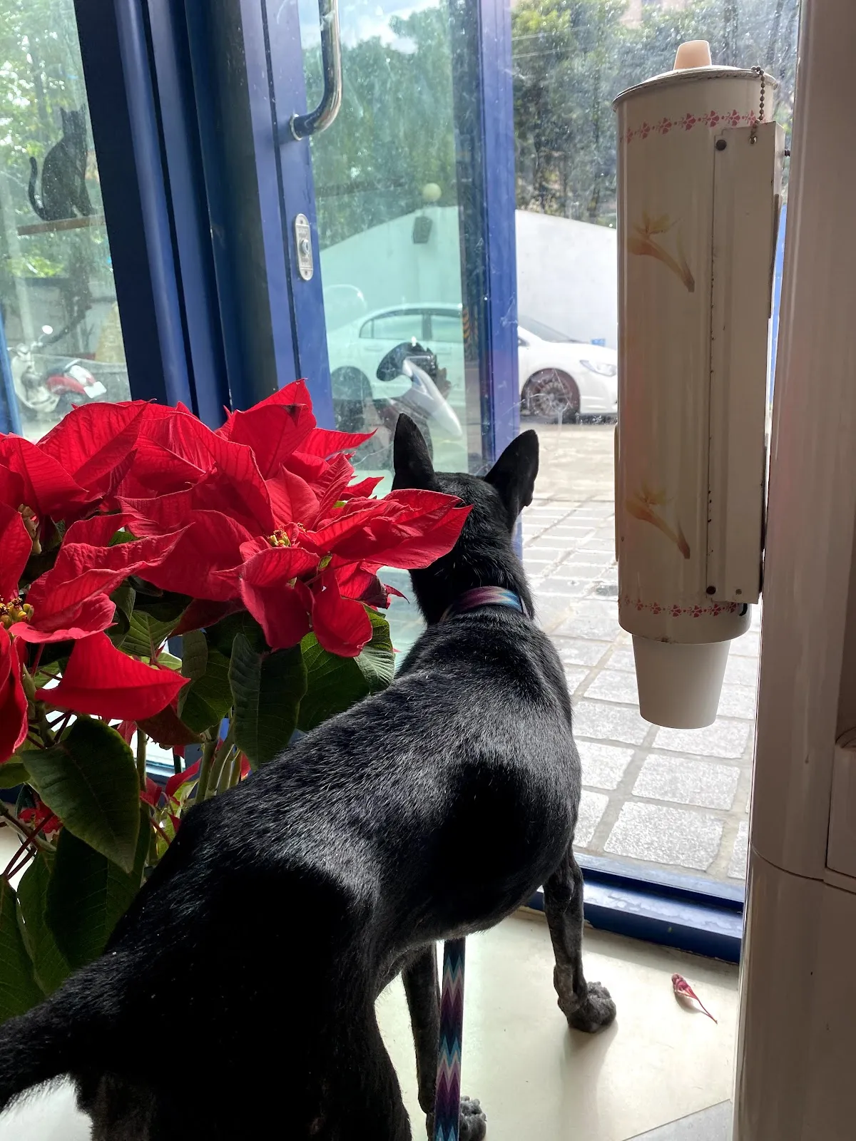 康爾維動物醫院