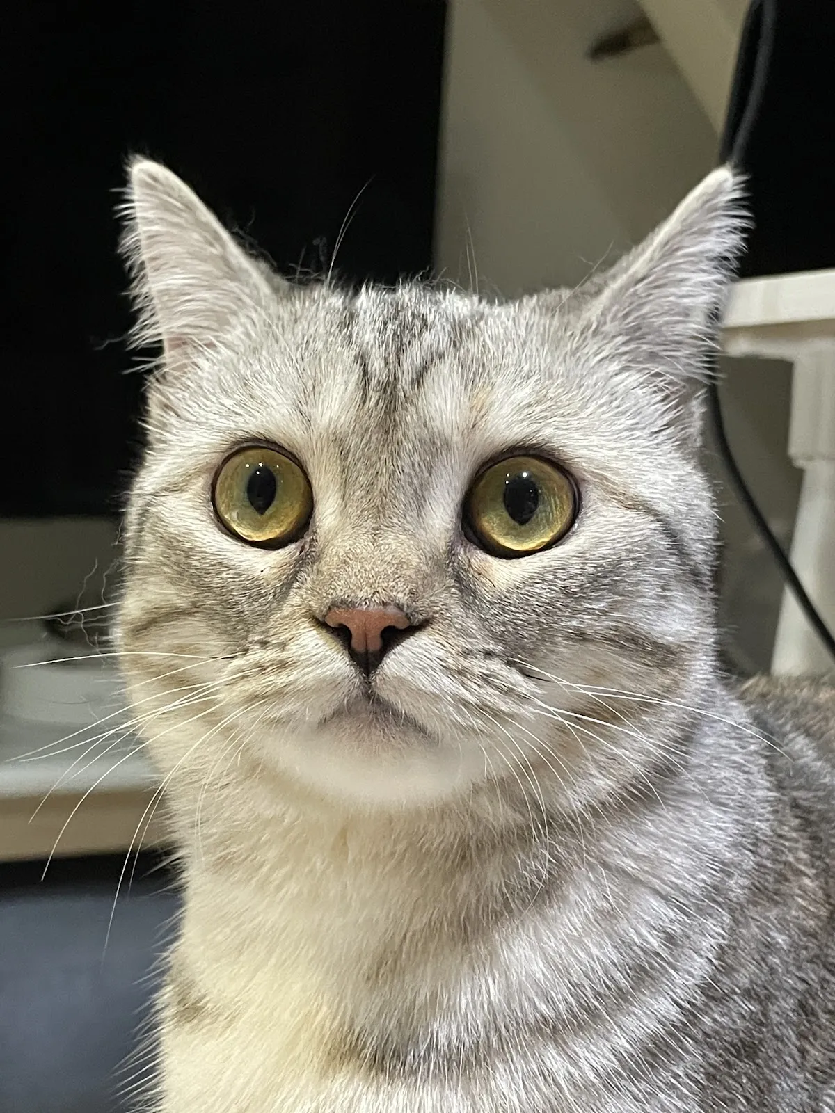 萌醫生動物醫院