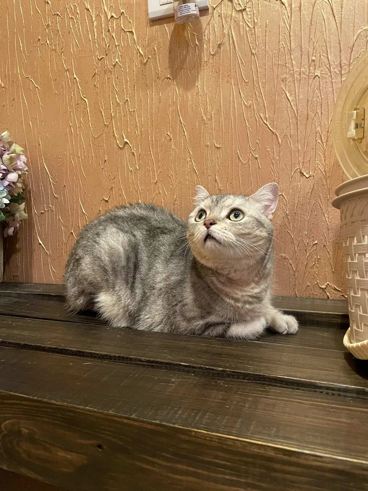 萌醫生動物醫院