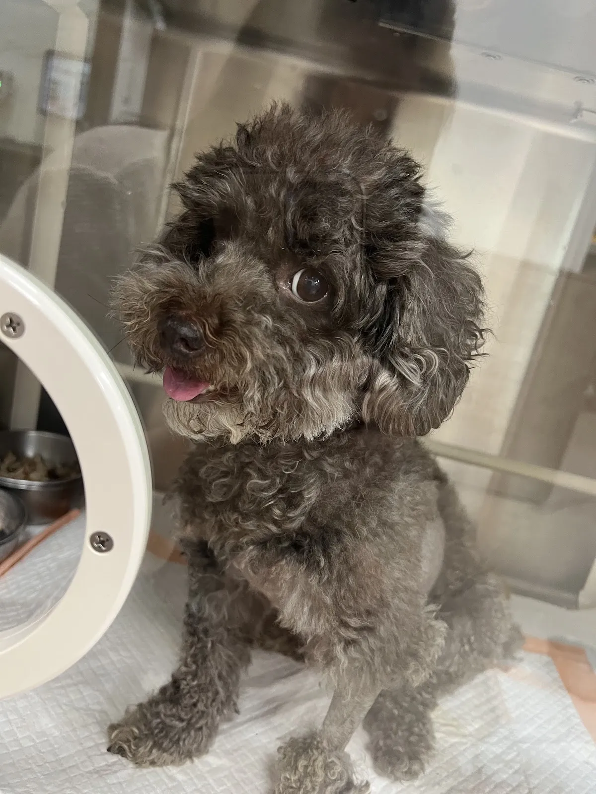 萌醫生動物醫院