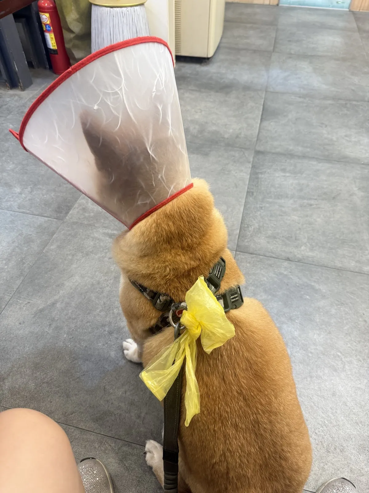 全民連鎖動物醫院總院