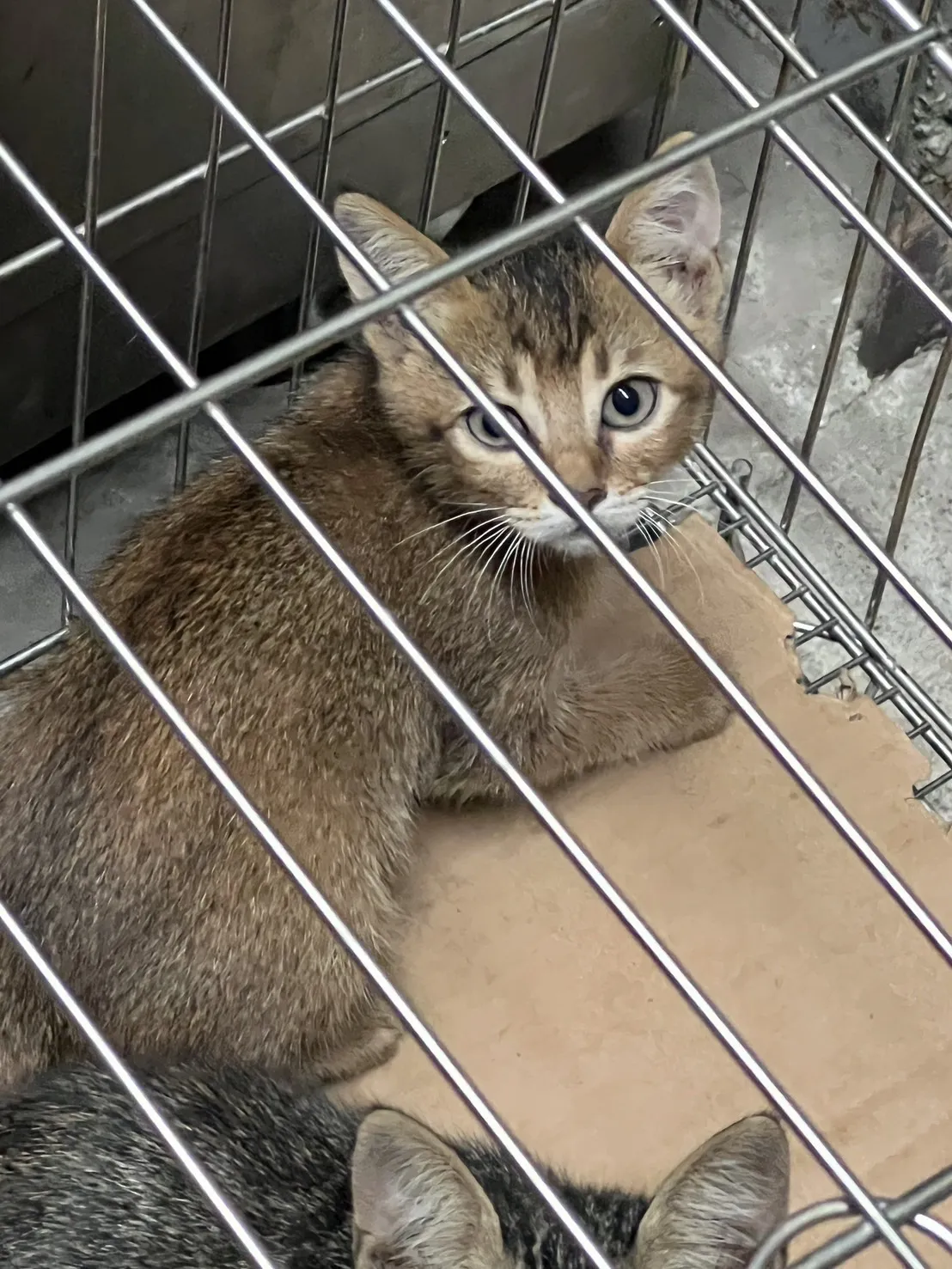 全民連鎖動物醫院總院