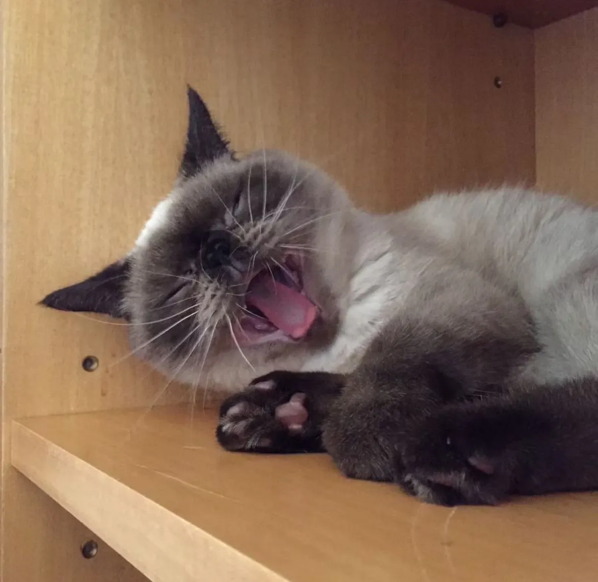 全民連鎖動物醫院總院