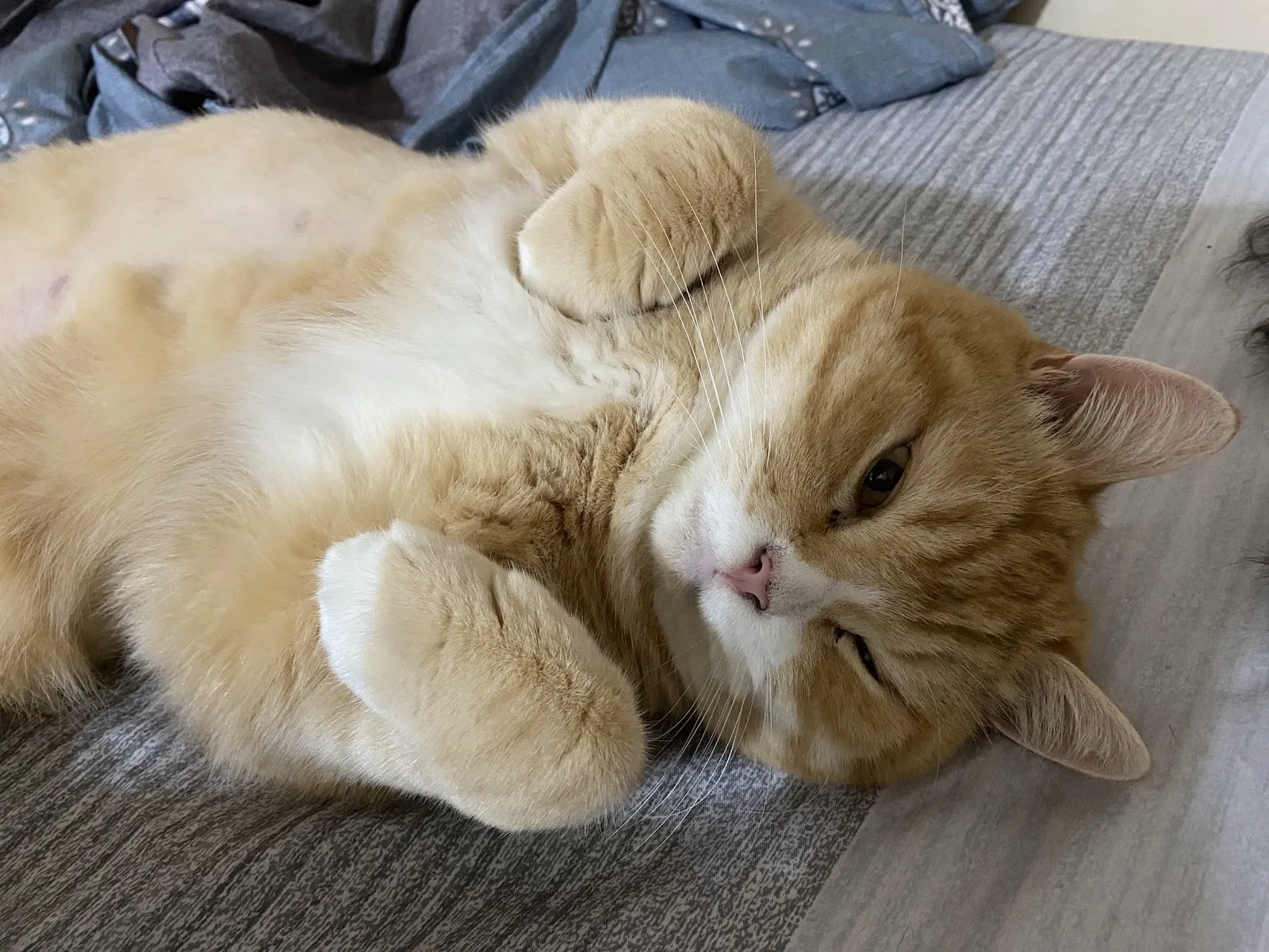 全民連鎖動物醫院總院