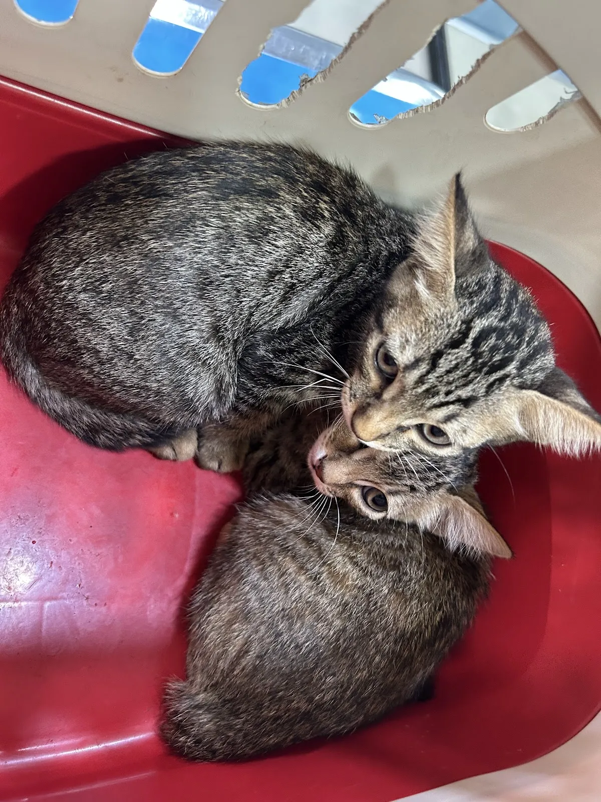 全民連鎖動物醫院總院