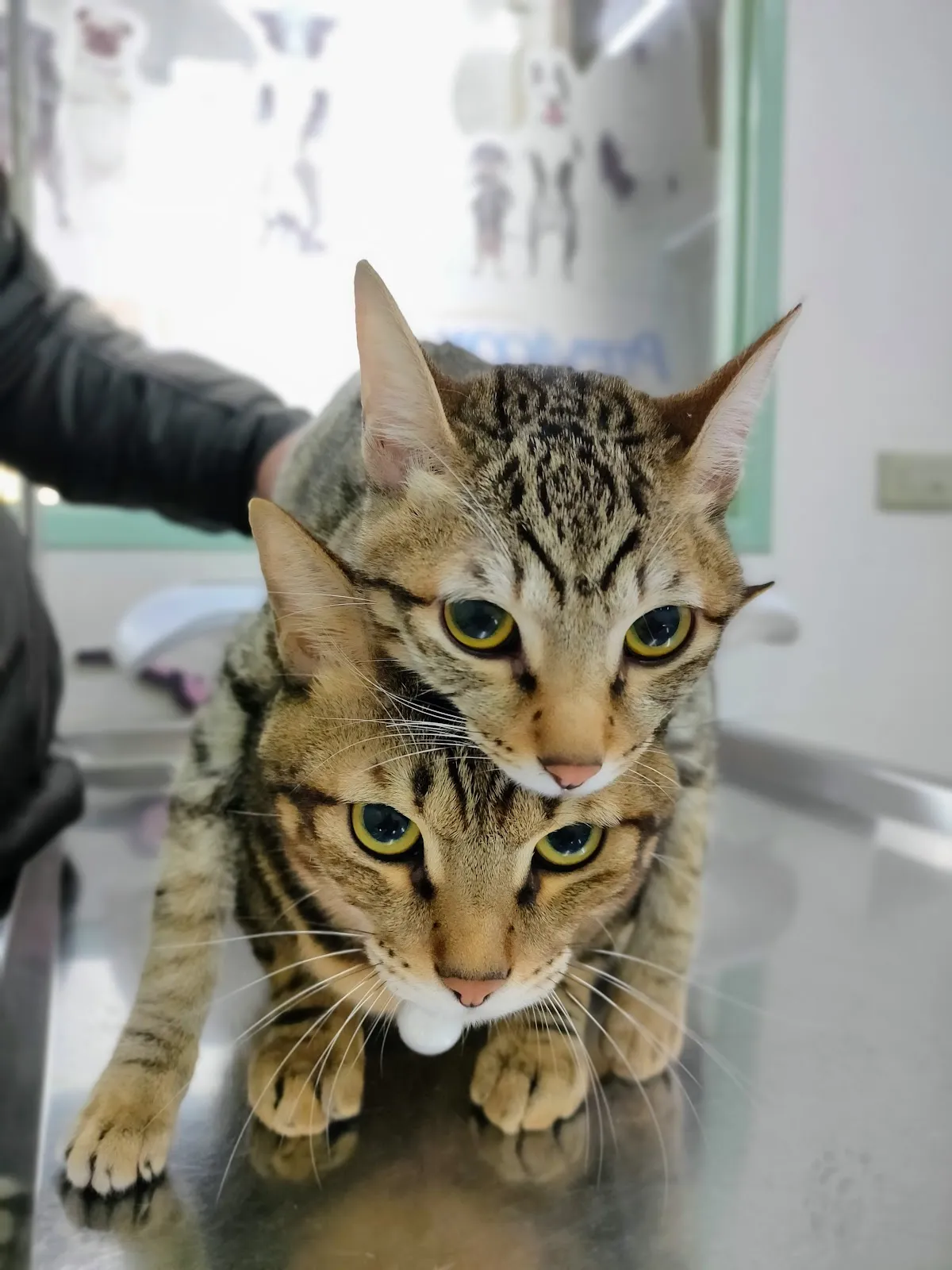 喜樂地動物醫院