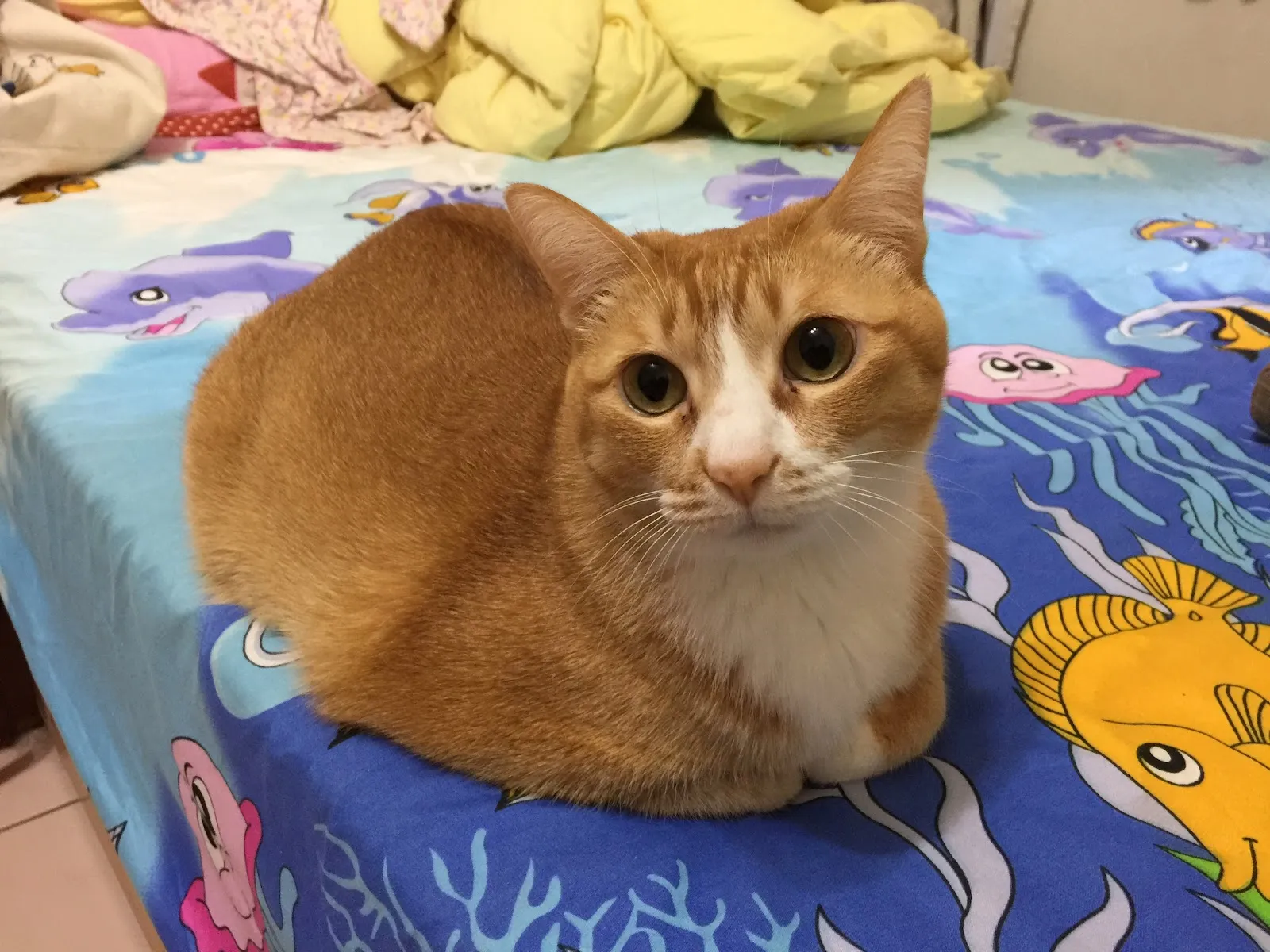 板橋台大動物醫院