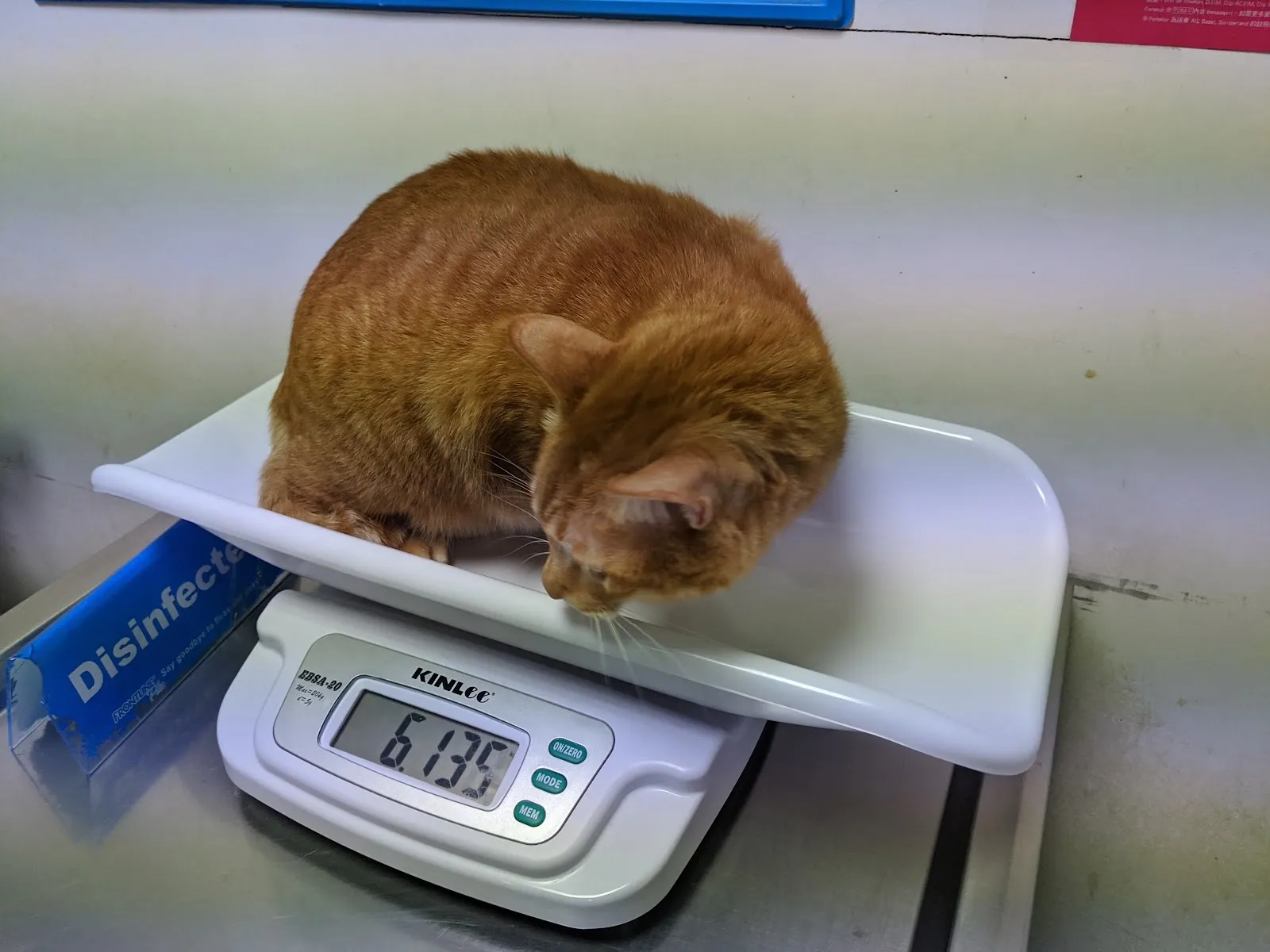 板橋台大動物醫院