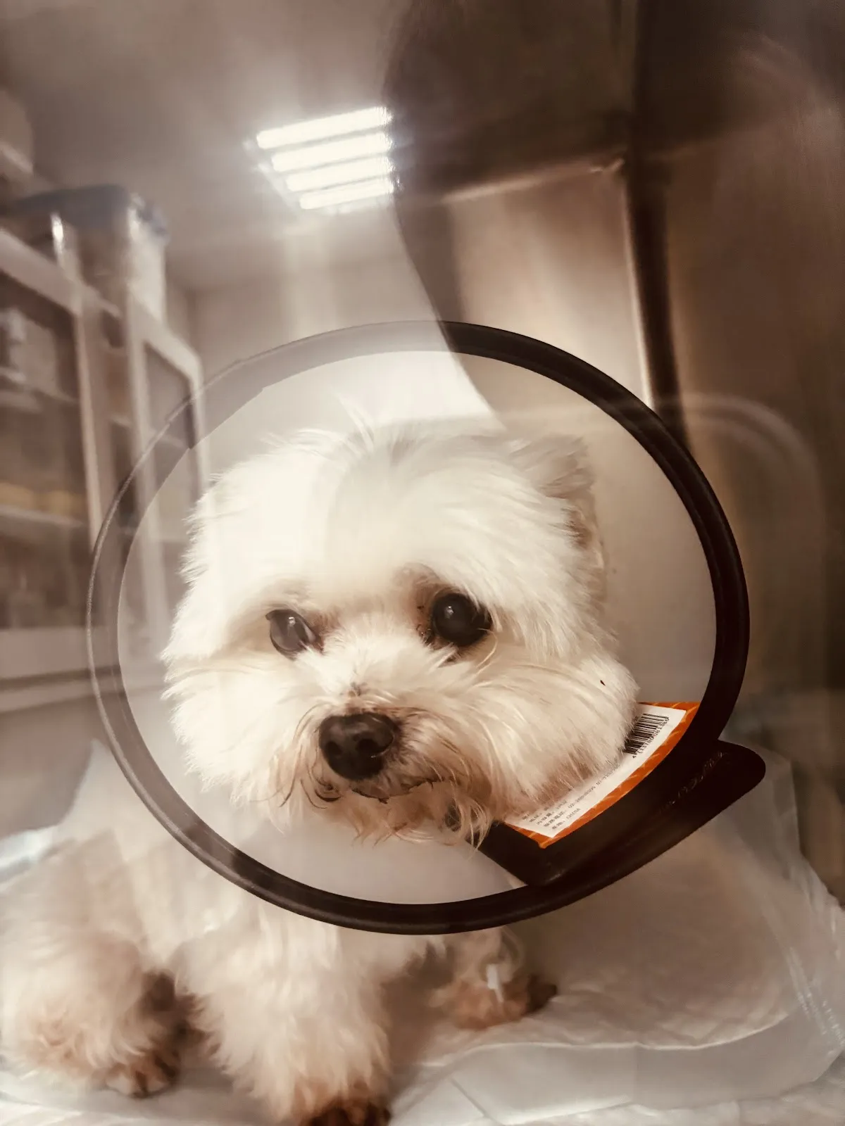 板橋台大動物醫院