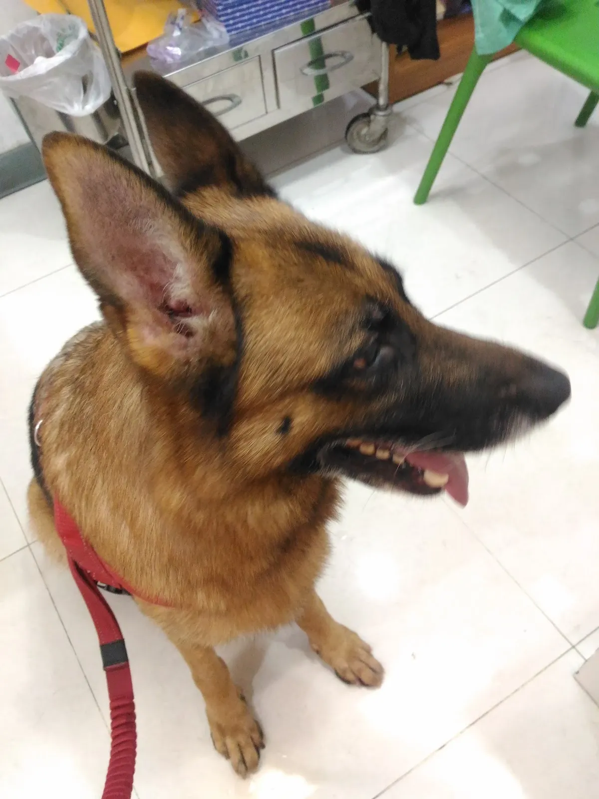 板橋台大動物醫院