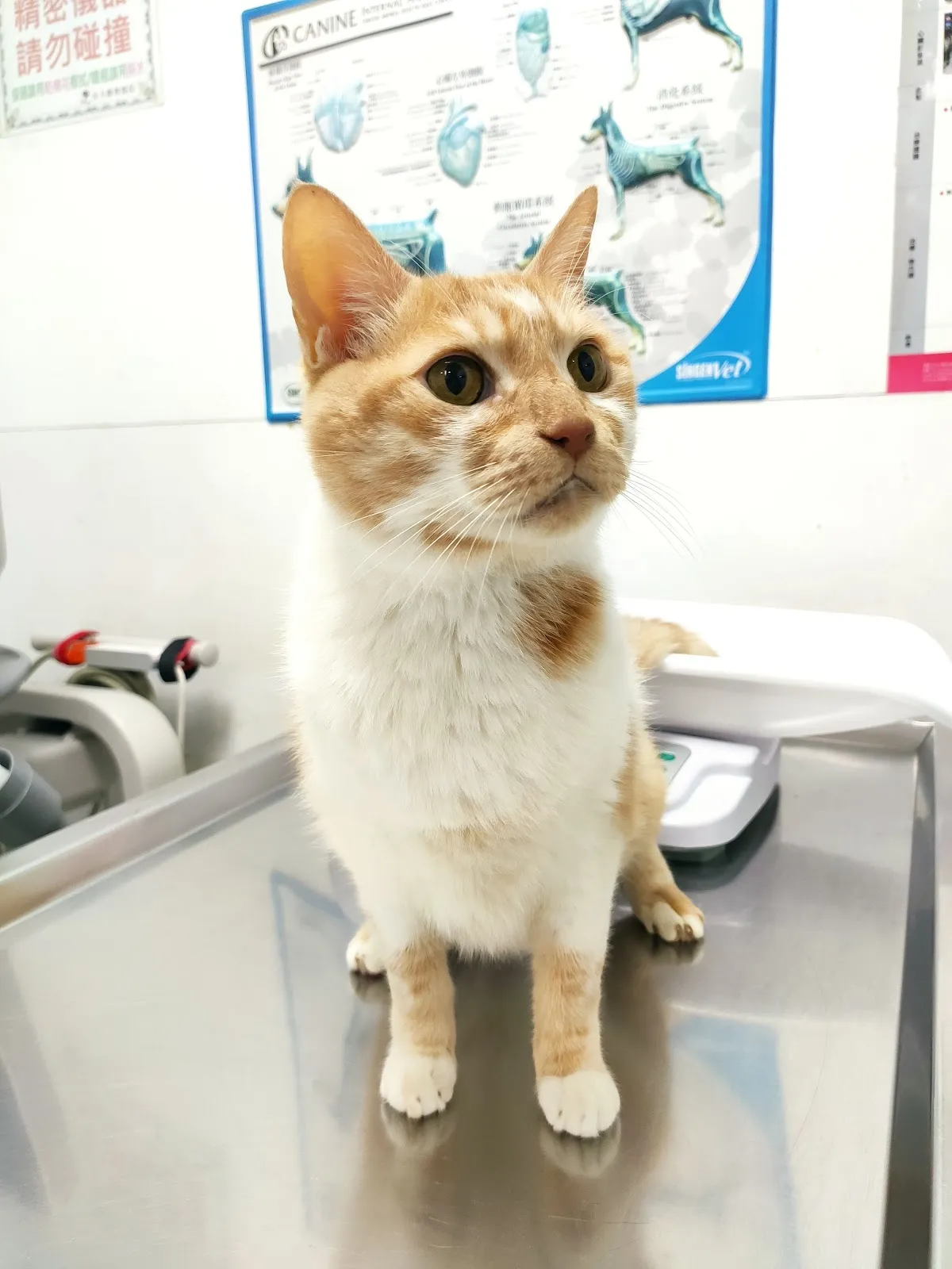 板橋台大動物醫院