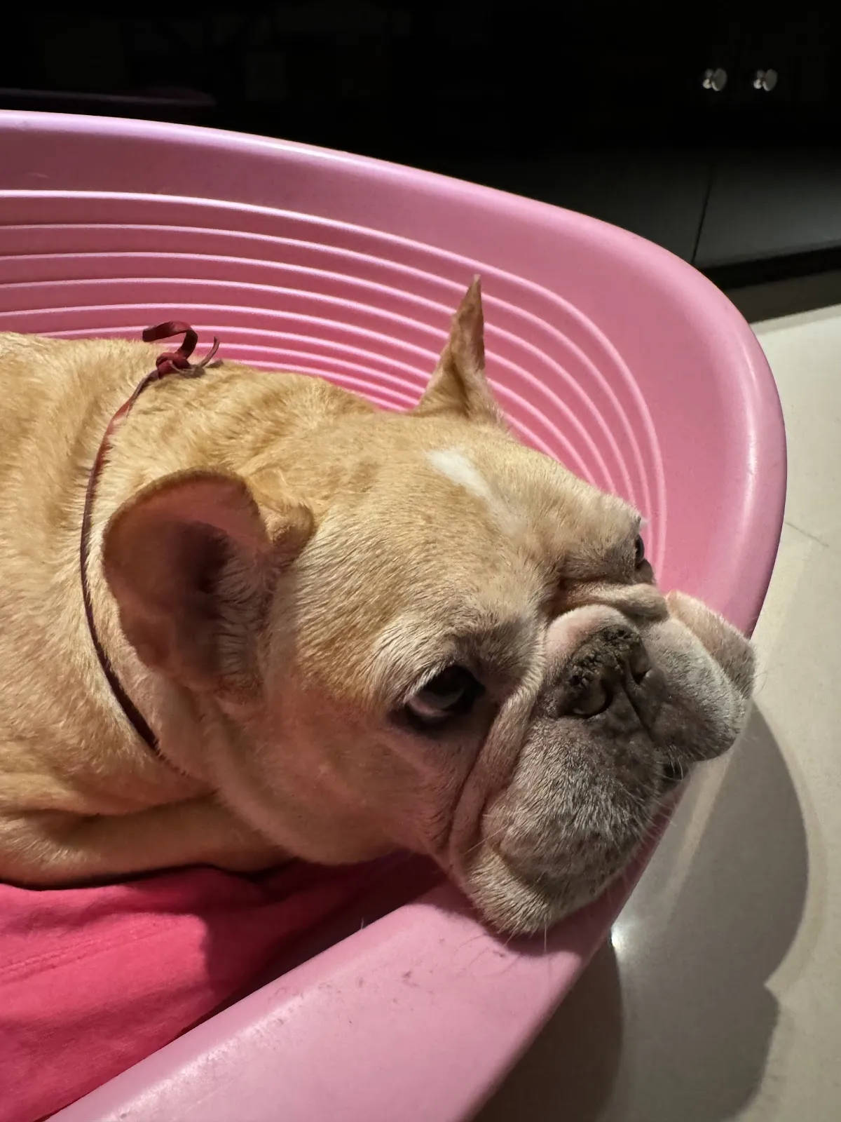 板橋台大動物醫院