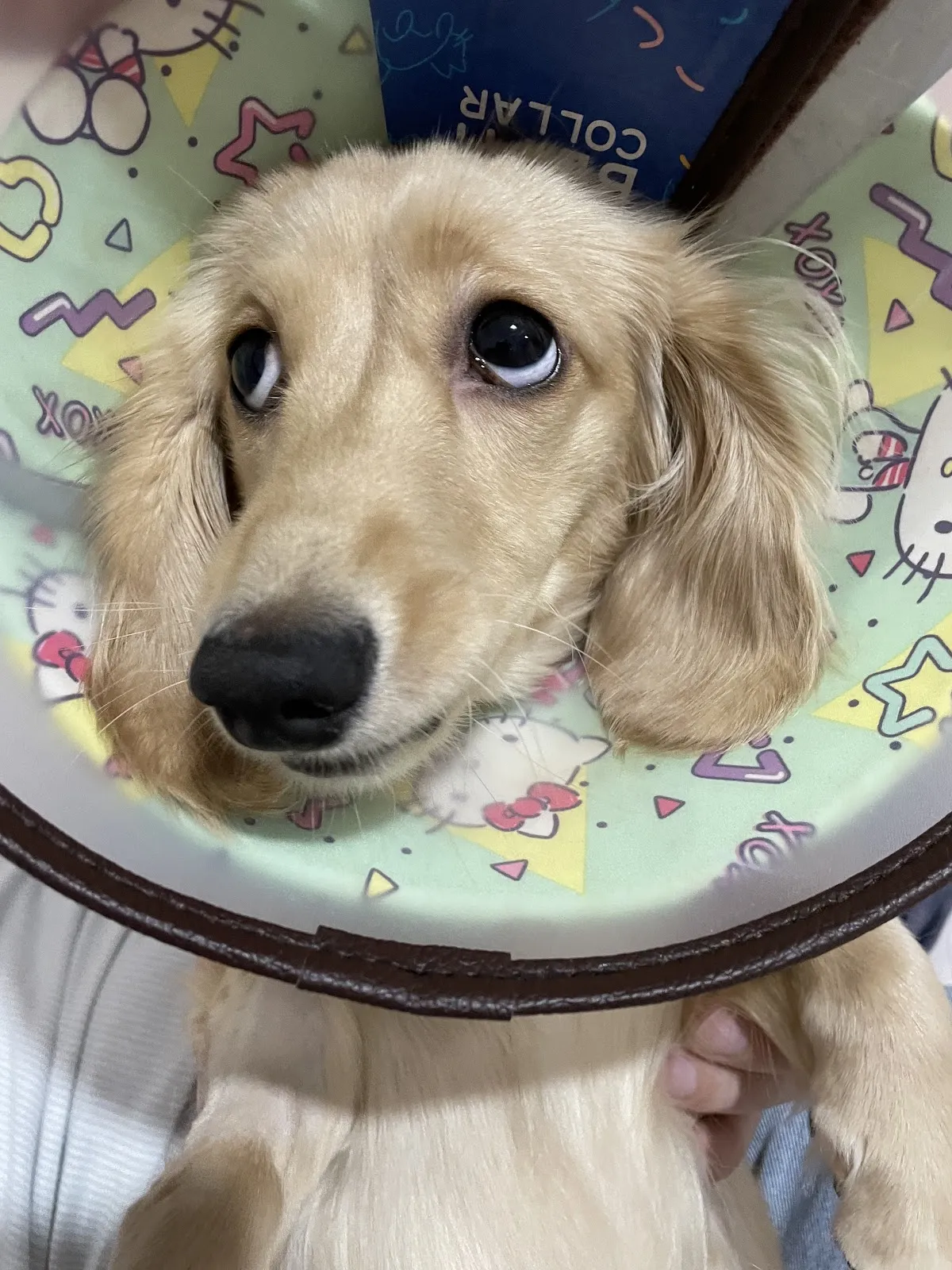 板橋台大動物醫院