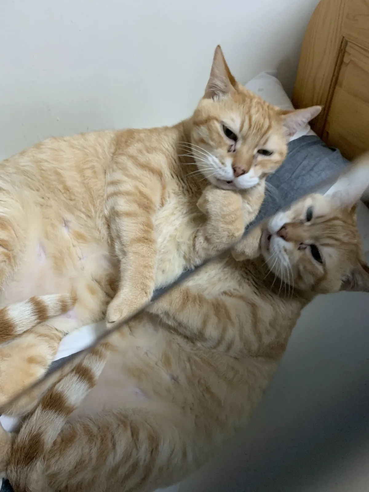 板橋台大動物醫院