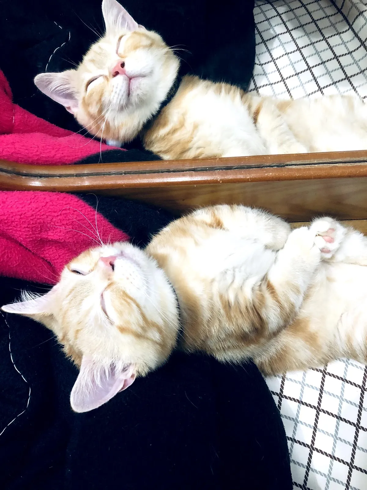 締爾動物醫院