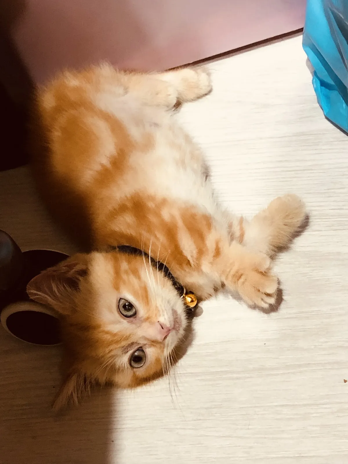 締爾動物醫院
