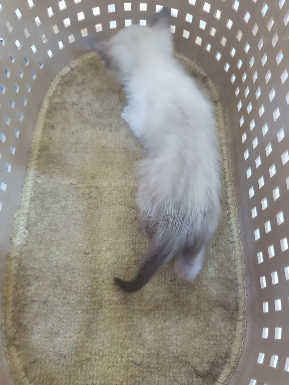 締爾動物醫院