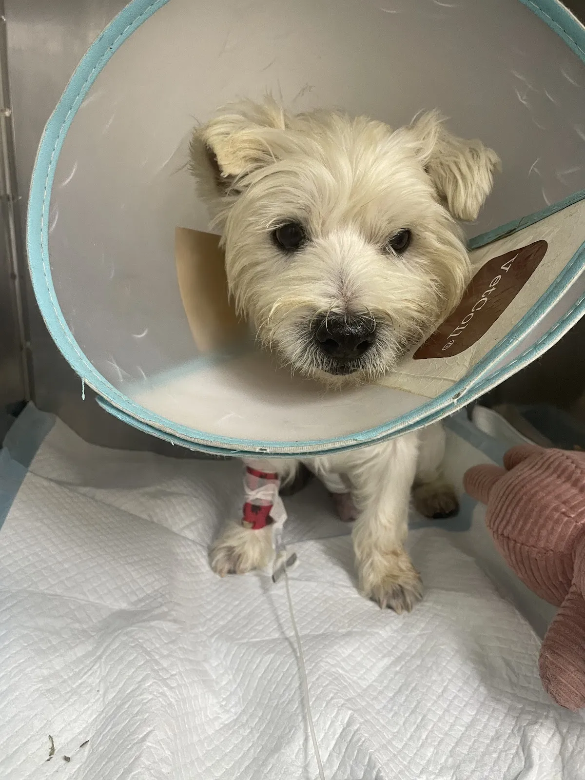 吉米哈利動物醫院